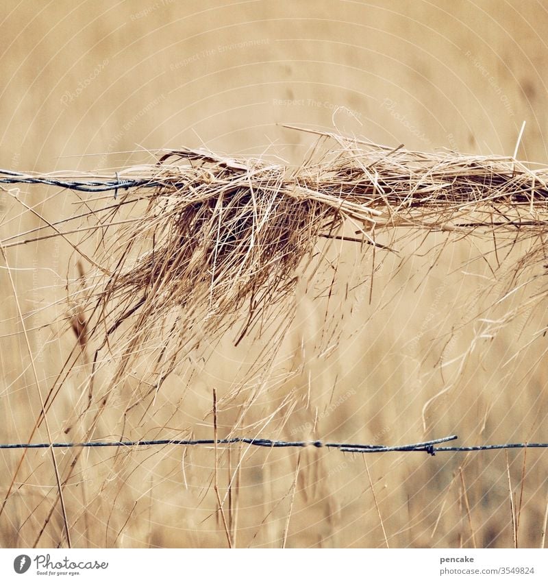 zaungast Heu Stroh Feld Getreide Zaun Weide Herbst reif trocken Wind