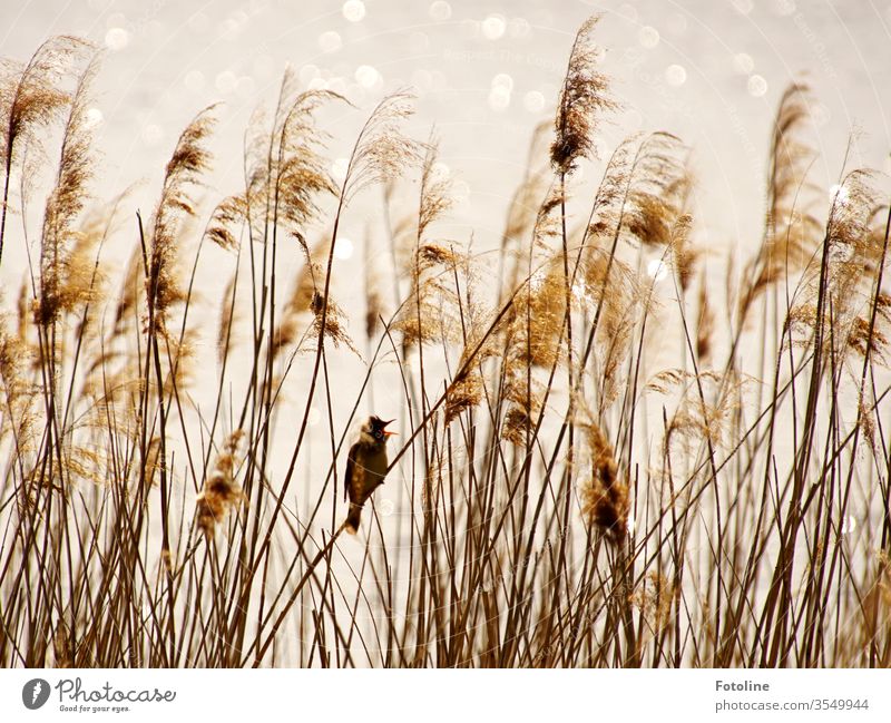 little musician - or a dainty reed singer sits in the waving reed and sings beautiful songs at the top of his voice to win the heart of a lady Common Reed birds