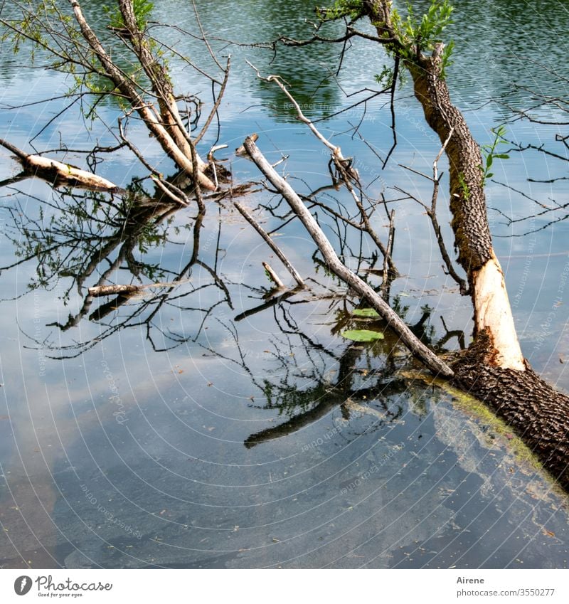 Dying forest at the quarry pond tree Water Pale blue Lakeside Light blue Blue White Branchage Bizarre Twigs and branches Pond Elements Old Bright Death