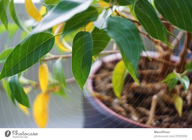 Houseplant with yellow leaves due to nutrient deficiency nutrient deficiency in plants plant nutrient deficiency houseplant with yellow leaves Plant green