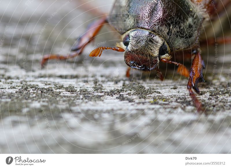 May bug portrait Beetle Animal Colour photo Exterior shot Macro (Extreme close-up) Day Nature Close-up Insect Brown Animal portrait Shallow depth of field 1