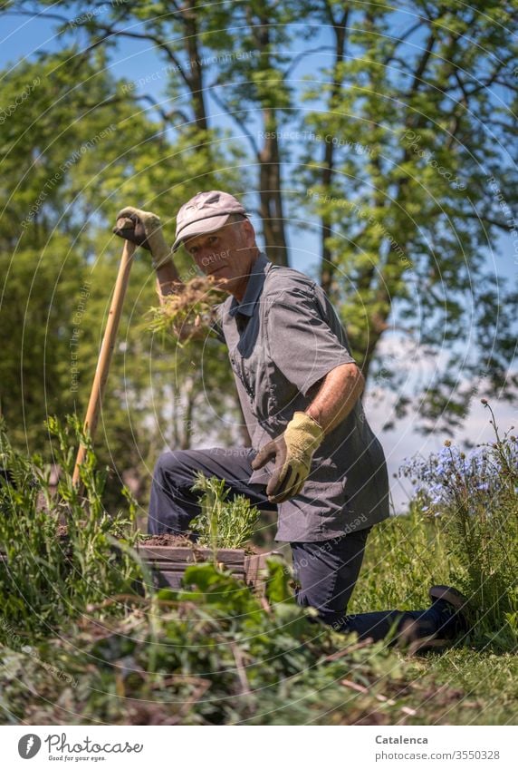 The man works in the garden on a beautiful day in spring Human being Man Adults Gardener Gardening Hand Plant Flower Linen Growth Earth Nature Green Summer Weed