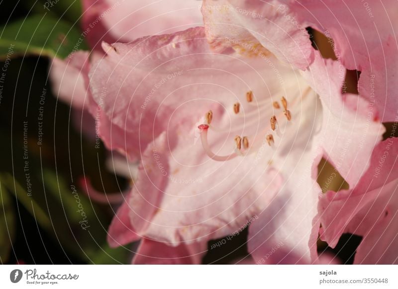 pink rhododendron blossom in the light bleed Rhododendrom Plant Colour photo Exterior shot Nature Macro (Extreme close-up) flowers Close-up Pink Pistil Calyx