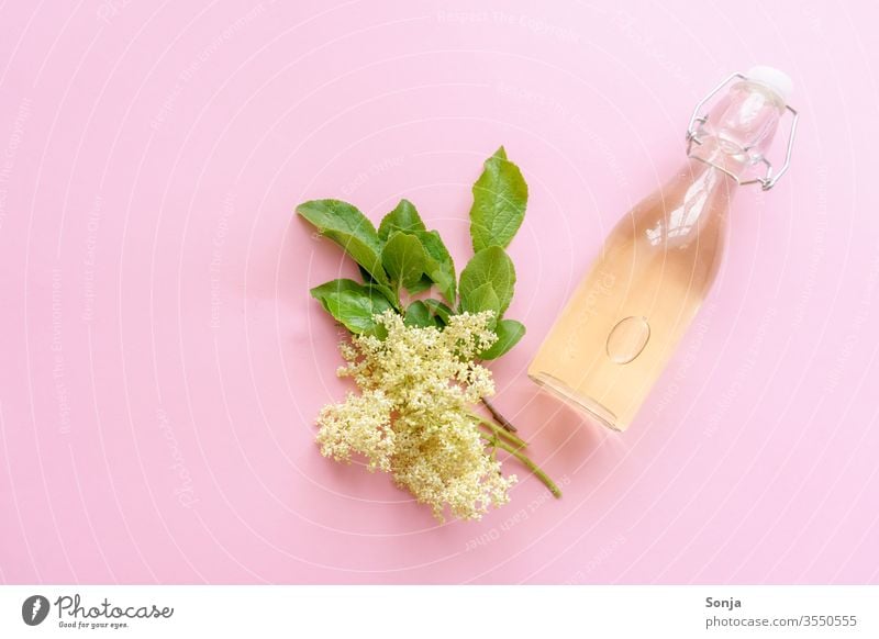 Homemade elderflower juice in a glass bottle and elderflowers on a pink background, top view Elderflower Syrup Glassbottle bleed plan Summer Beverage Yellow