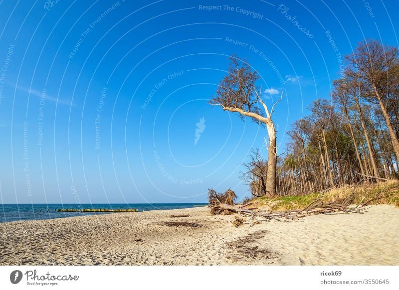 Landscape on shore of the Baltic Sea in Graal Mueritz, Germany Nature Shore Coast Beach graal müritz torfbrücke Tree Mecklenburg-Western Pomerania groynes