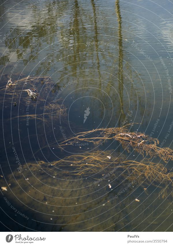 Stream in which water plants can be seen Surface of water Aquatic plant aquatic plants Reflection in the water reflection flotsam Nature Austria Exterior shot