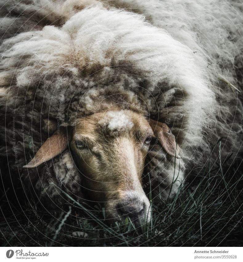 sheep Looking into the camera Isolated Image Exterior shot Subdued colour Colour photo White Brown 1 Sheep Farm animal Pet Animal