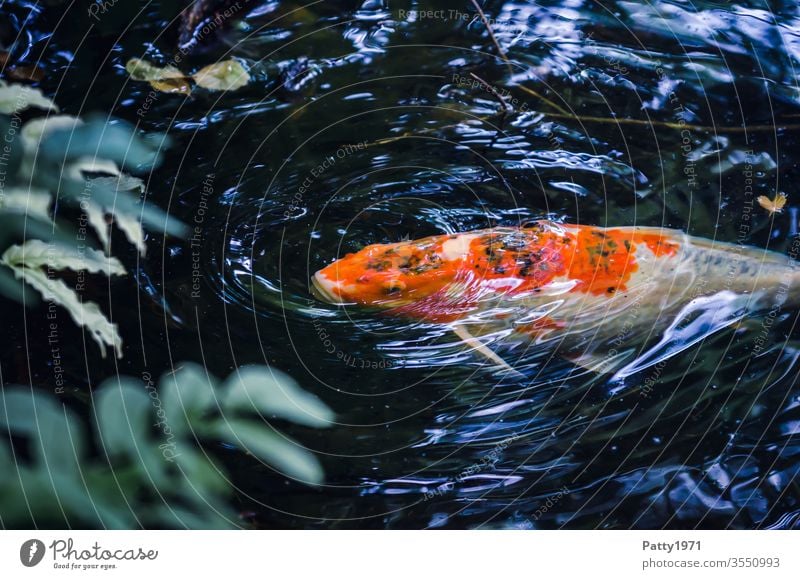 Koi in the pond at the water surface Fish Pond Water Carp Animal Animal portrait Orange White Exterior shot Bird's-eye view Day Deserted