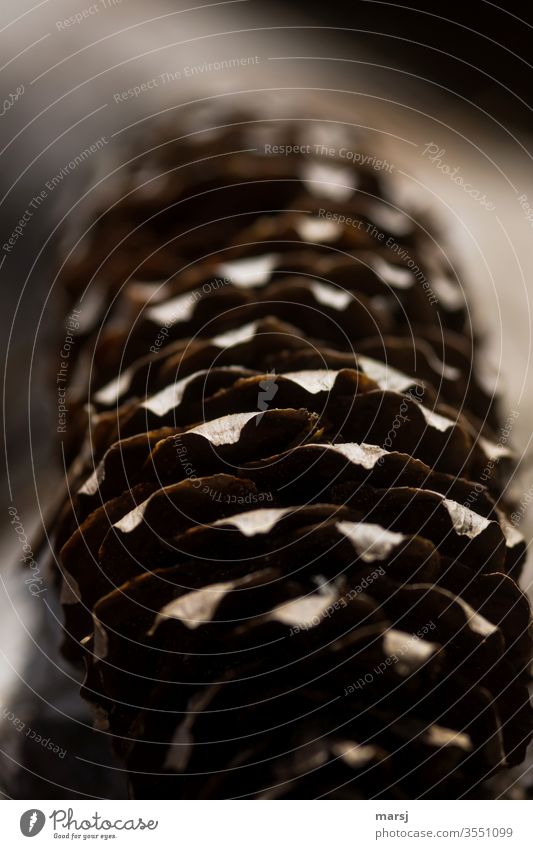 Old, scaly spruce cone Spruce cone Cone Flake Nature Strange Brown Abstract Structures and shapes Detail Morning Pattern Shallow depth of field Close-up