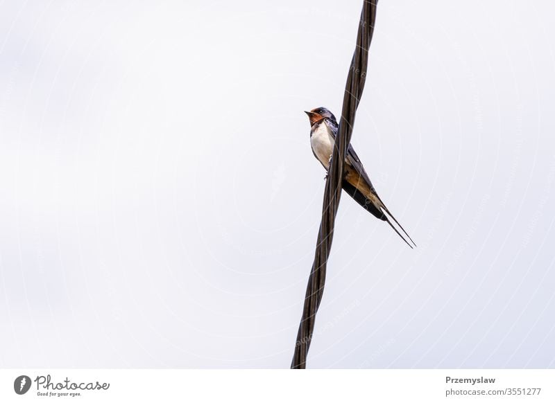 Swallow bird on the wire swallow bird animal nature flying ornithology outdoors horizontal day light bright colorful fauna