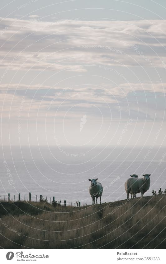 #As# Three From the coast Sheep sheep Coast New Zealand New Zealand Landscape Nature Exterior shot Colour photo Ocean Vacation & Travel