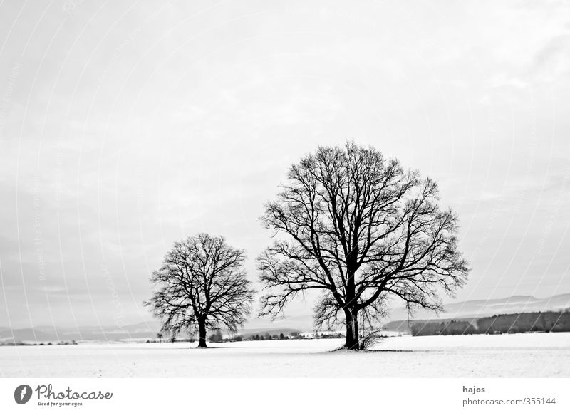 Oaks in winter Beautiful Calm Winter Snow Landscape Plant Clouds Ice Frost Tree Field Line Old Large White Peaceful Divide Oak tree Bleak colors Spartan Sparse