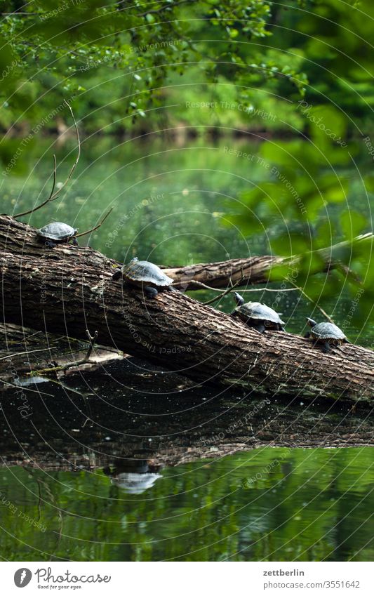 Turtles on the sun deck Branch tree invasive method Berlin Habitat immigration holidays Foreign large zoo invasion Deserted Nature neozoic New Plant Summer