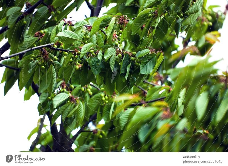 Unripe cherries Branch Cherry Cherry tree fruit Immature Relaxation green holidays Garden allotment Garden allotments Deserted Nature Plant Lawn tranquillity