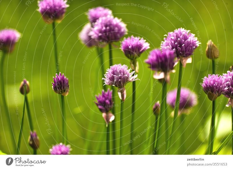 Flowering chives Chives flowers seasoning leek blossom bleed Garden Grass allotment Garden allotments depth of field Deserted Nature Plant tranquillity