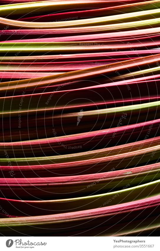 Rhubarb stalks close-up. Fresh vegetable background abstract agriculture aromatic culinary curves farmers market flavors food fresh freshness green growth