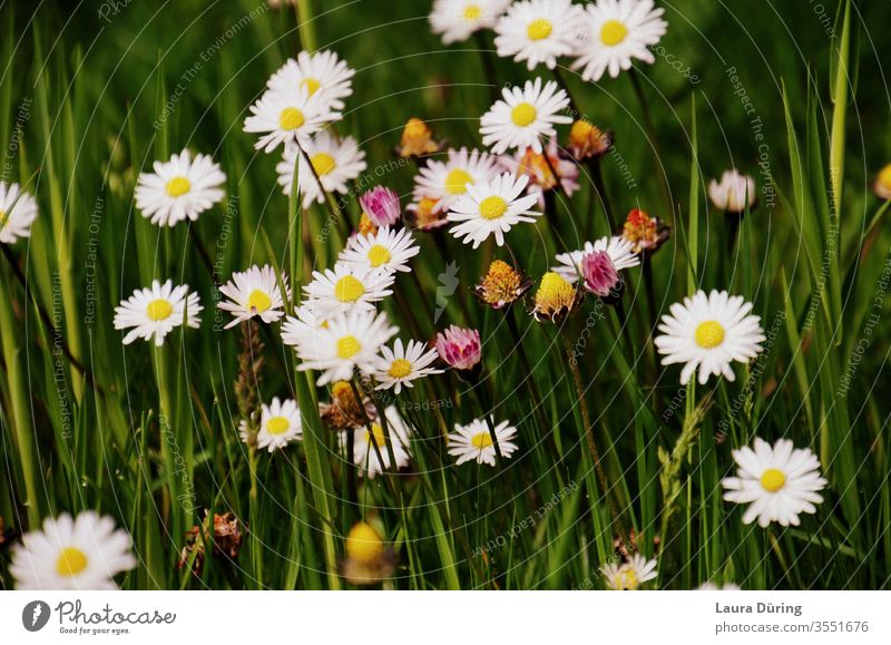 Small flowers between blades of grass spring Garden Nature Habitat Biology natural waxing species Earth flora Wild White Grass botanical Meadow wild flower