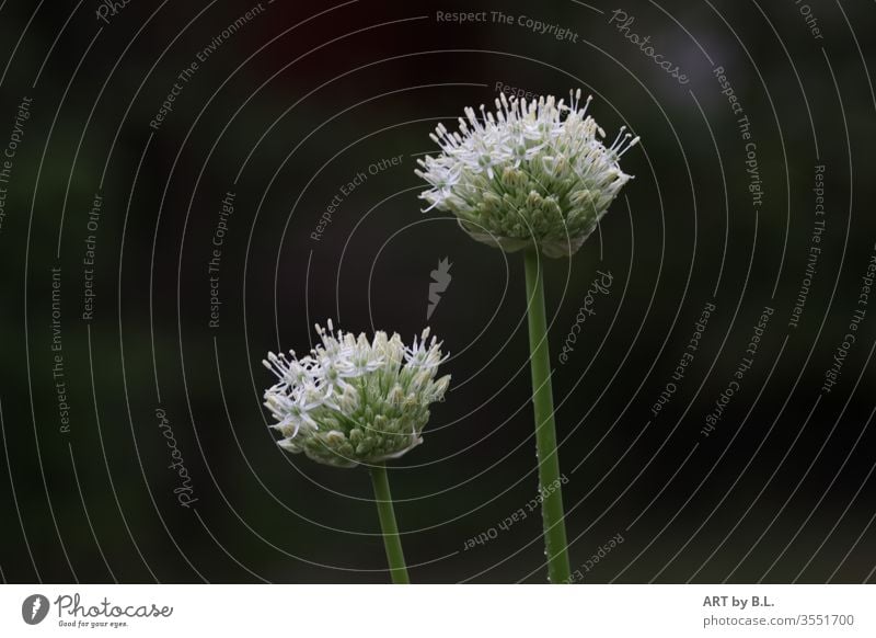 Ornamental garlic duo Plant Duet two allium leek ornamental garlic stars starflower bleed flowers White