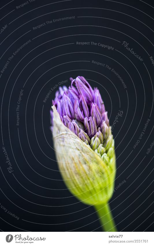 Ornamental garlic bud against a black background bleed ornamental garlic allium Plant flowers Nature Colour photo Violet green Garden Macro (Extreme close-up)