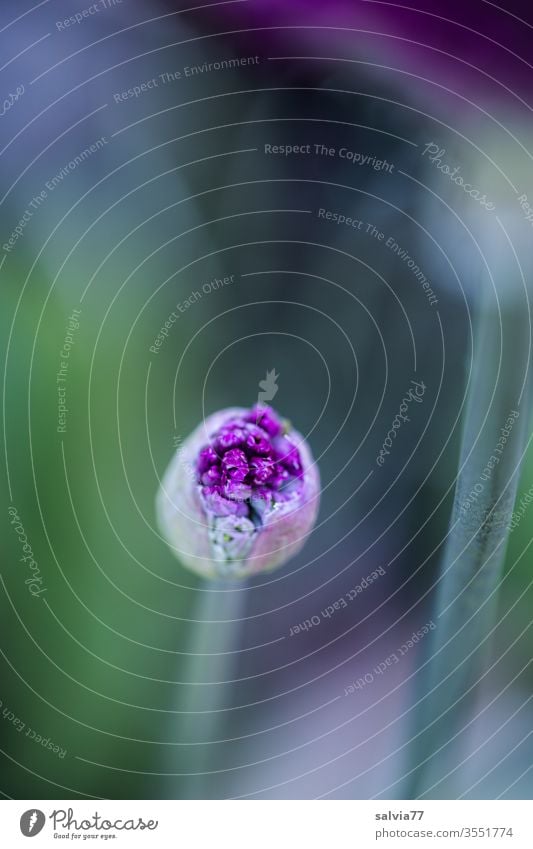 Ornamental garlic bud ( Allium ) slightly open Blossom Spring ornamental garlic allium Flower Garden Nature Macro (Extreme close-up) Shallow depth of field