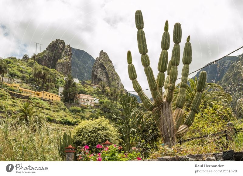 Roques de Pedro and Petra behind a beautiful cactus seen from the valley in La Hermigua on La Gomera. April 15, 2019. La Gomera, Santa Cruz de Tenerife Spain Africa. Travel Tourism Photography Nature.