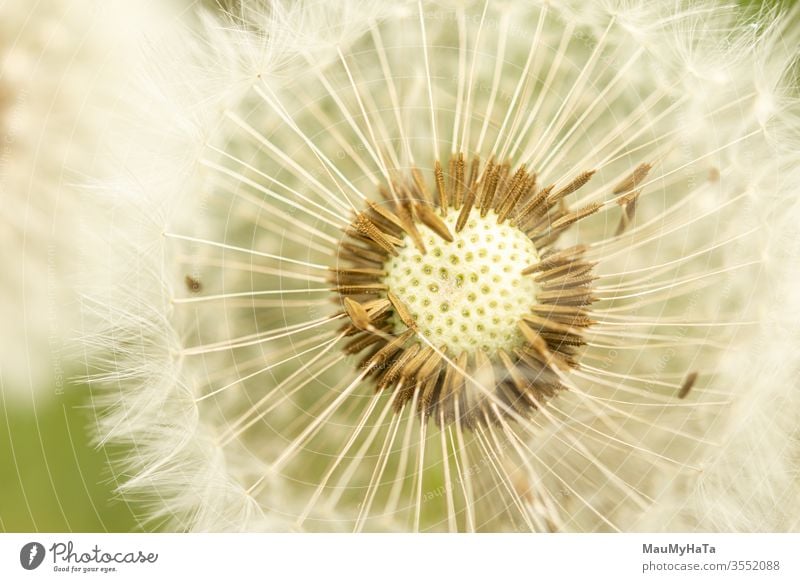 Dandelion seeds Seeds dandelion plant season spring kites nature white brown