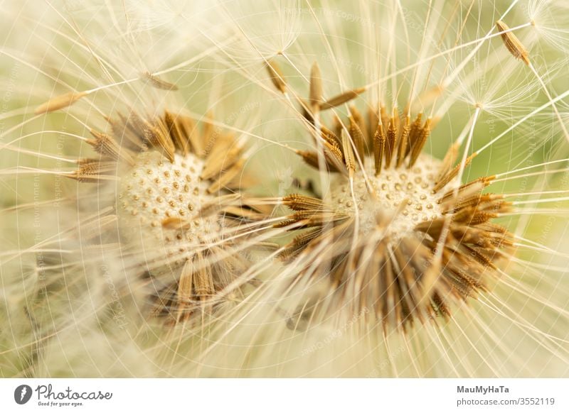 Dandelion seeds Seeds dandelion plant season spring kites nature white brown