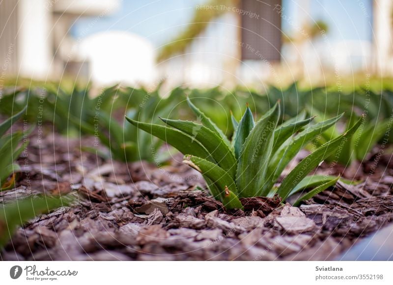 Close-up of decorative aloe growing in the ground plant field isolated landscape leaf medical plantation herbal pure rhizomes soil south spice state medicinal