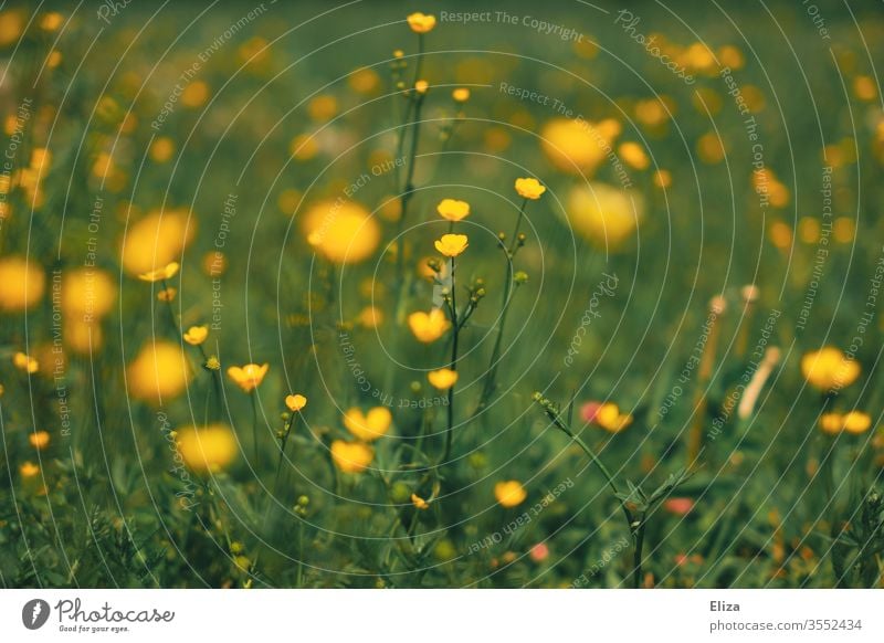 Many yellow buttercups on a flower meadow in spring. Wild flowers. wild flowers Meadow Flower meadow Yellow blossom Blossoming Garden Grass Summer Meadow flower