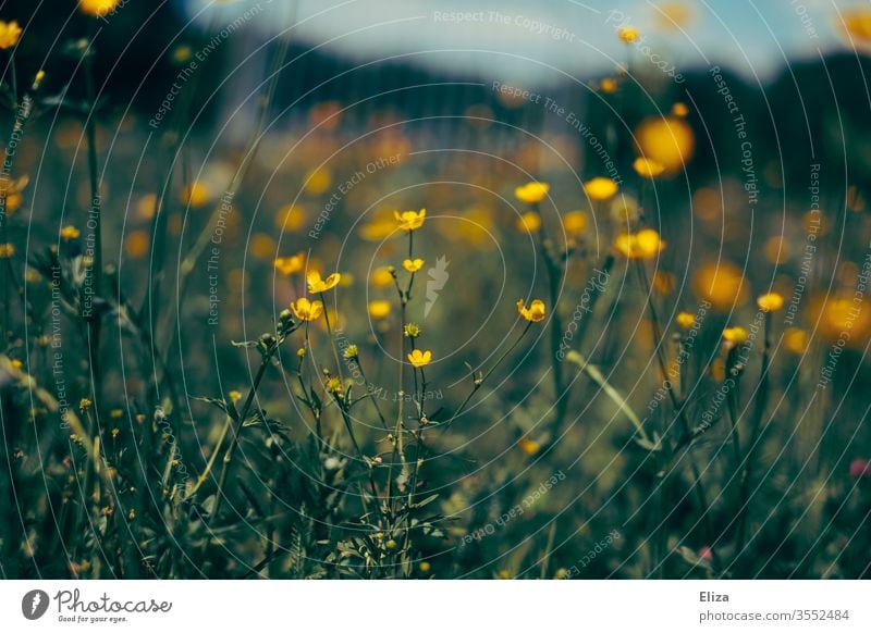 Many yellow buttercups on a flower meadow in spring. Wild flowers. wild flowers Meadow Flower meadow Yellow blossom Blossoming Garden Grass Summer Meadow flower