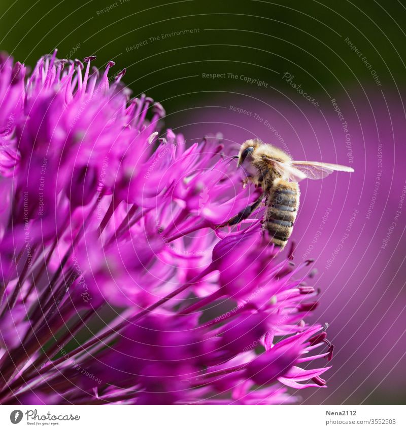 bee Insect Macro (Extreme close-up) Animal Close-up Grand piano Nature Blossom Bee Plant Exterior shot Garden Pollen Nectar Honey bee Farm animal Diligent