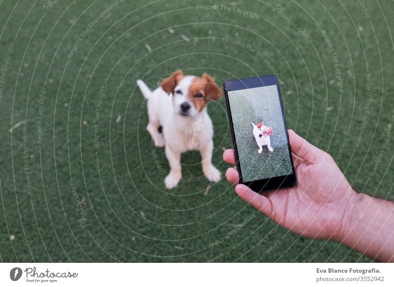 man hand with mobile smart phone taking a photo of a cute small dog over green grass background. Outdoors portrait. Happy dog looking at the camera. model take