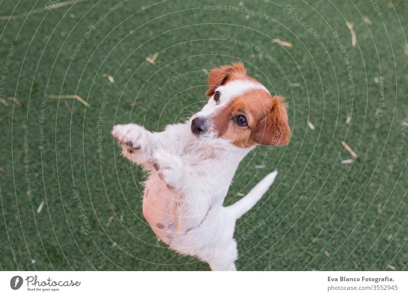 cute small dog asking for food or treats standing on two legs. Cute paws begging. Top view. Love for animals concept and lifestyle nature young jack russell