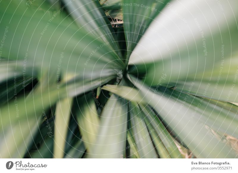 close up macro view of green spiky leaves of a cactus. Top view. Nature concept landscape tequila leaf arid agave garden closeup ornamental alcohol natural