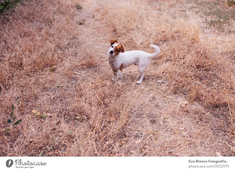 Cute small dog is sitting in the evening in the middle of a grain field at sunset. Small laughing dog outdoors. Love for animals concept landscape nobody grass