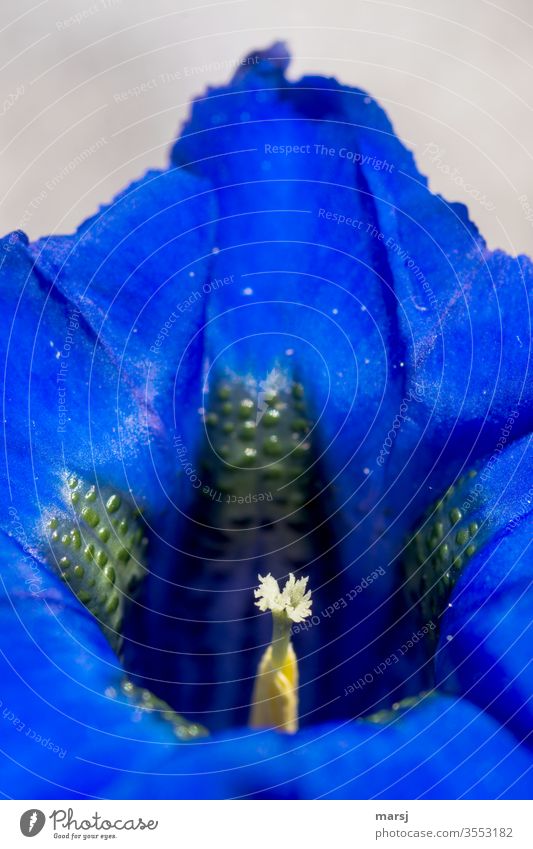 Gentian Gentian plants Stamp Wild plant natural Blue gentian blue Uniqueness Contrast Light Nature Exceptional Shallow depth of field Macro (Extreme close-up)