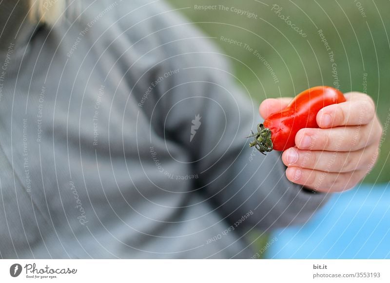 Small tomato in small hand Tomato Retentive by hand Child To hold on Red Healthy Eating Bottle tomato Cocktail tomato Human being Toddler Food Vegetable