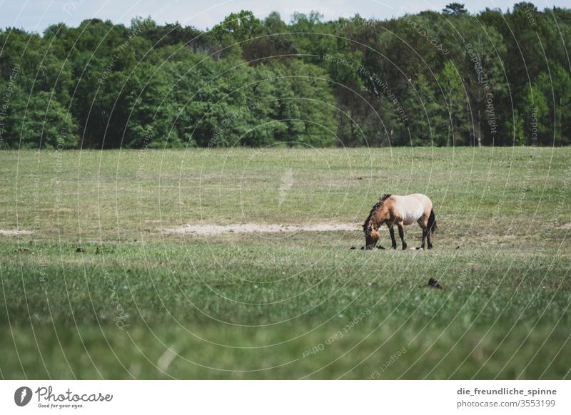 Markish moor Heathland Meadow Horse Forest Landscape Nature Exterior shot Colour photo Environment Sky tree Przewalski To feed grasses Grass green Bangs Brown