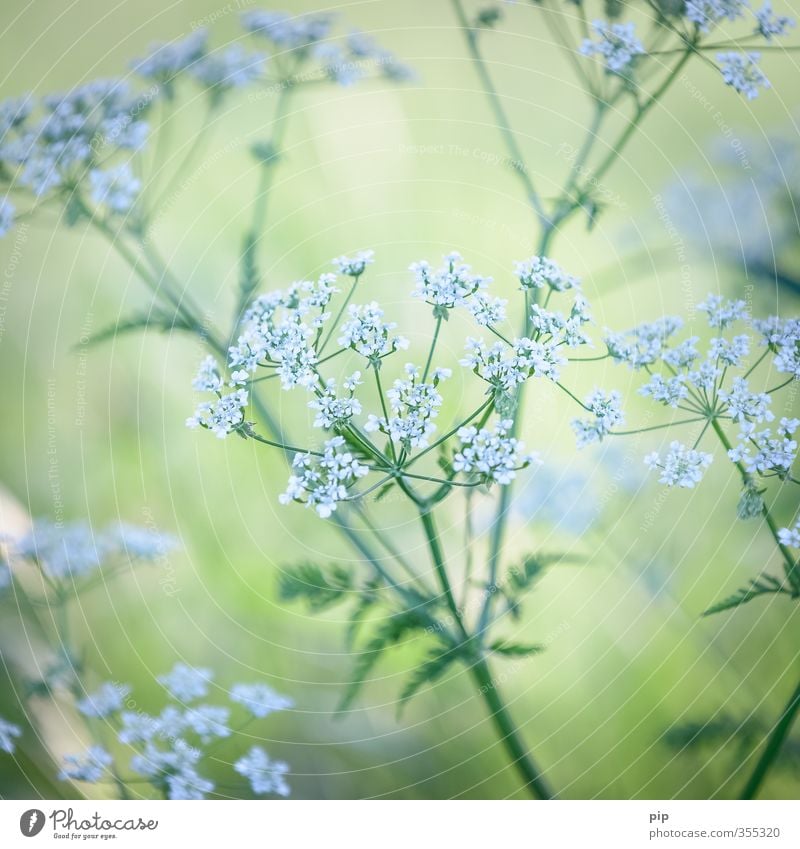 (in)medicinal herb Plant Summer Beautiful weather Leaf Blossom Wild plant Apiaceae Wild carrot Medicinal plant Weed Meadow flower Field Green White Delicate