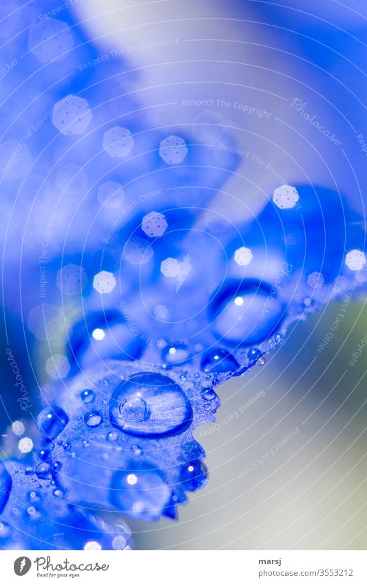 Water drops on gentian with lots of blue Drops of water Wet Gentian gentian blue Shallow depth of field Nature Plant Macro (Extreme close-up) Colour photo