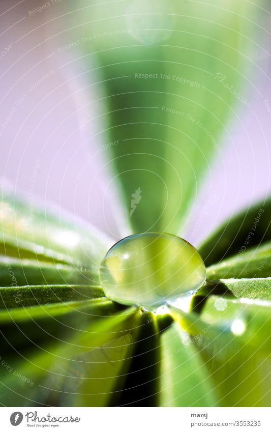 Water drops bouncing off a lupine leaf raindrops Drops of water Surface tension Fluid Nature Fresh Plant refreshingly Refreshment natural Illuminate Purity