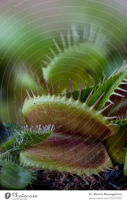 Leaves of the Venus flytrap, Dionaea muscipula (Droseraceae) working as traps, close-up venus leaves carnivorous plant herb herbaceous wetlands United States