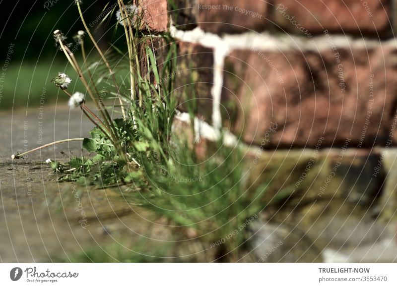 Dandelions and grasses crowd out from under a lightly grouted wall of very old bricks, enjoying sunlight and warmth, against a background of green meadows and dark hedges