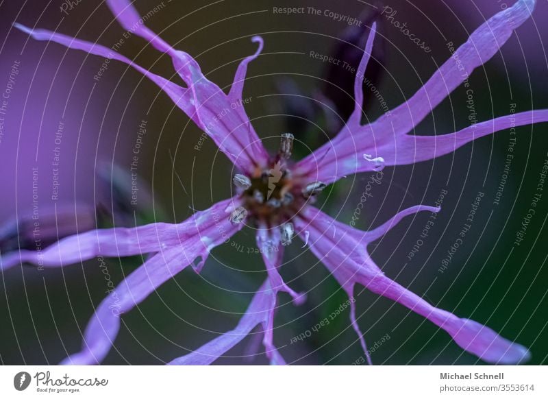 Wilt Flower withered Nature Colour photo Plant flowers bleed Macro (Extreme close-up) Garden Shallow depth of field Violet Faded fade