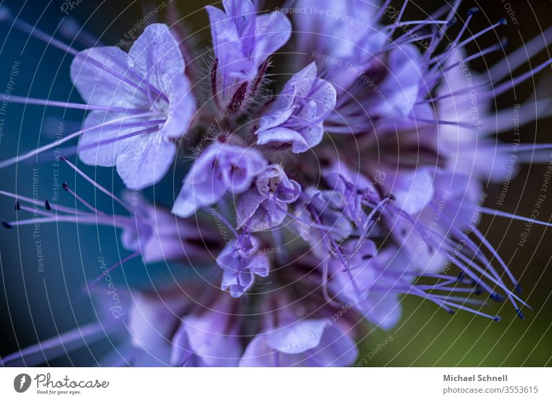 Small purple flowers bleed Plant Macro (Extreme close-up) Close-up spring Nature Violet Deserted Shallow depth of field already