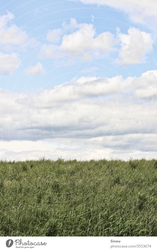 Wild meadow under the open sky Landscape Environment Nature reserve Field Meadow Grass organic Biological green Blue White Summer Sun warm Calm Far-off places