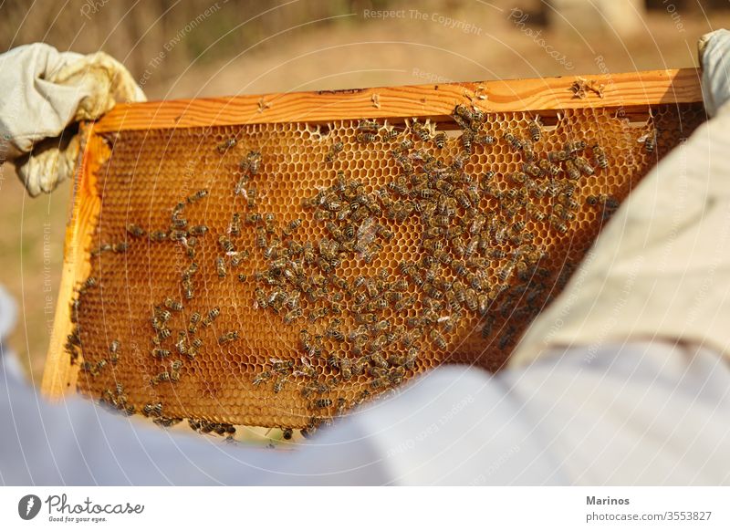 beekeeper holds a honey cell with bees in his hands working insect beekeeping holding farming frame honeycomb wax apiary apiculture nature worker apiarist