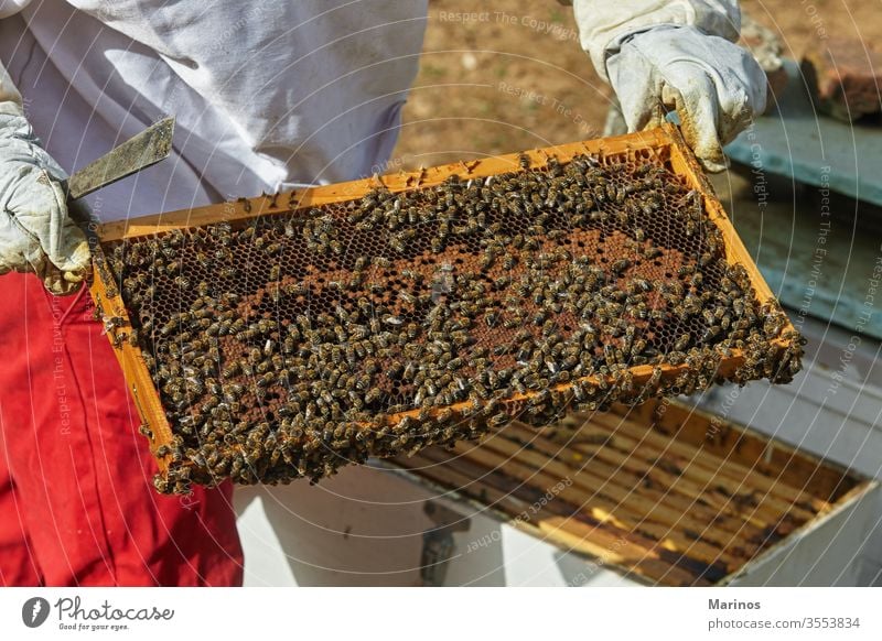 beekeeper holds a honeycomb with bees in his hands. working cell insect beekeeping holding farming frame wax apiary apiculture nature worker apiarist