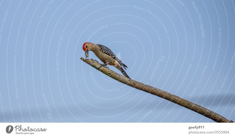 Feed depot Woodpecker birds Animal Nature Exterior shot Animal portrait Close-up Wild animal Animal face Grand piano Branch Environment Colour photo Beak