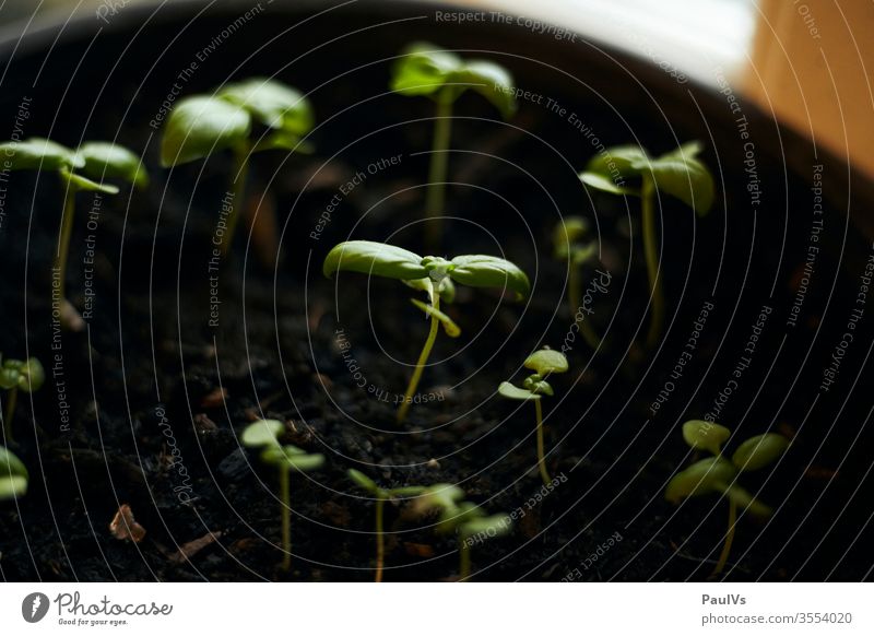 Basil young shoots sprouts buds Herbs green youthful Green thumb Plant Pot plant Herbs and spices Food Organic produce flaked Agricultural crop Close-up